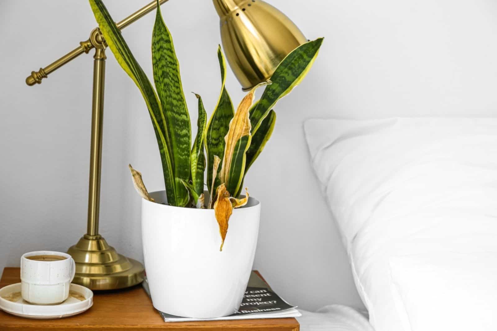 Planta de interior marchita, lámpara y taza de café en la mesa cerca de la pared de luz en el dormitorio