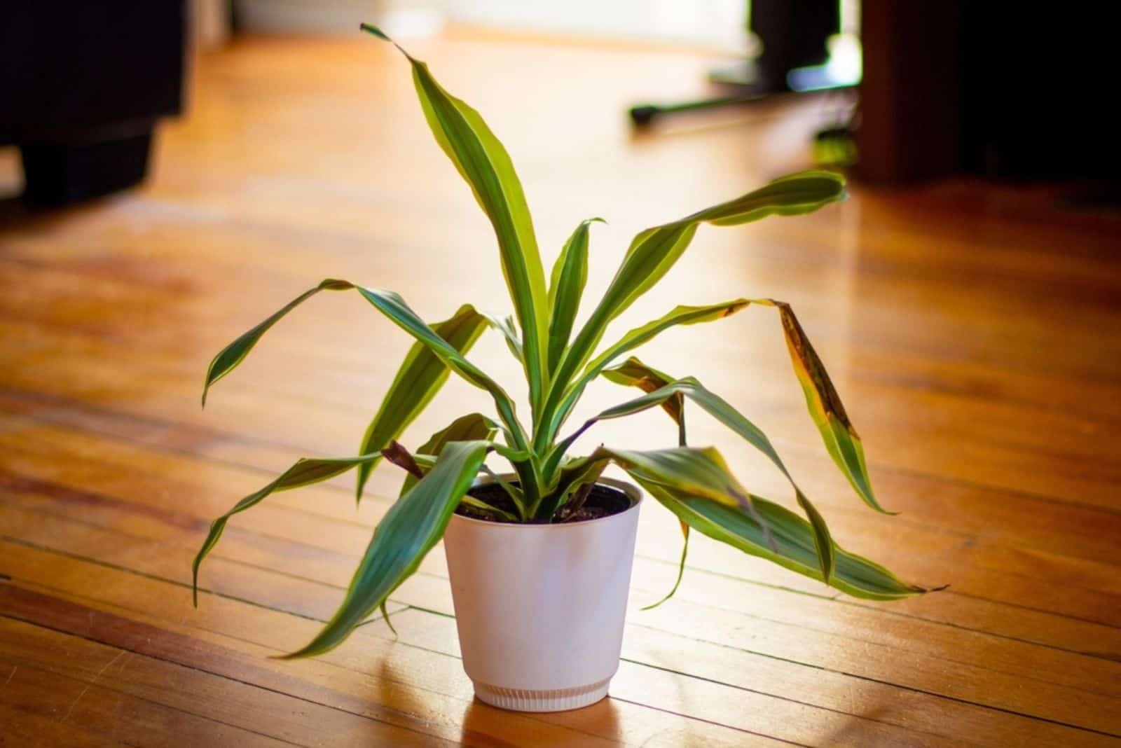 Planta de serpiente en un piso de madera con hojas moribundas