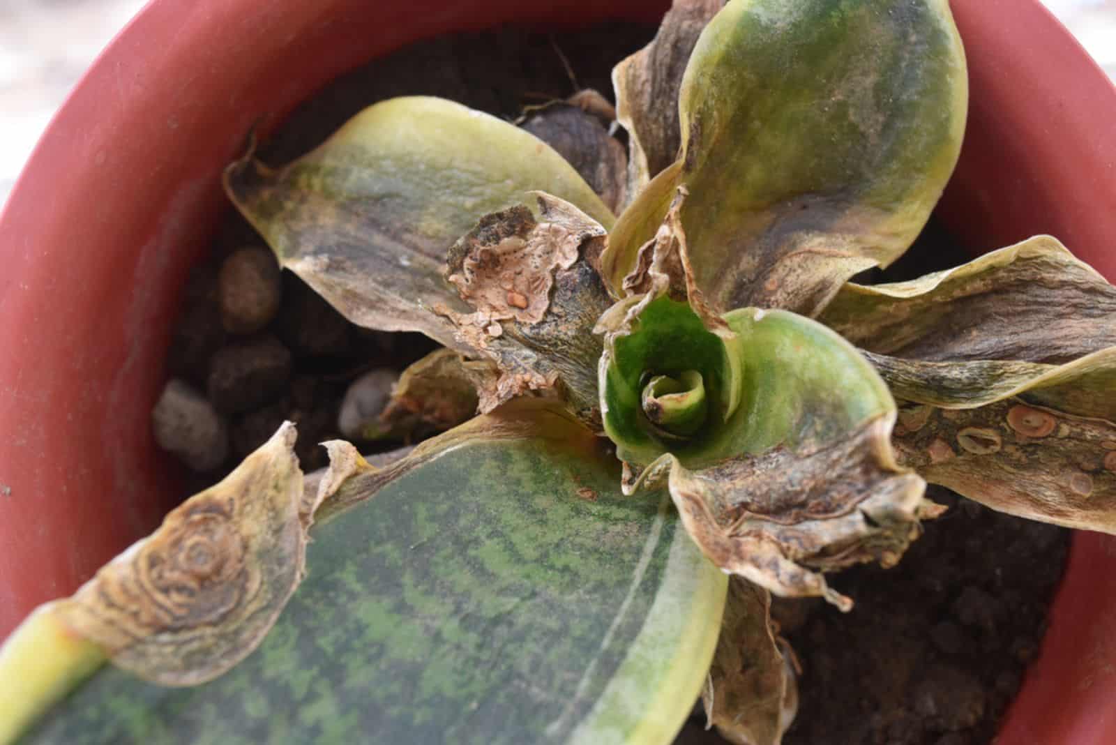 Planta serpiente cuyas hojas se están muriendo.