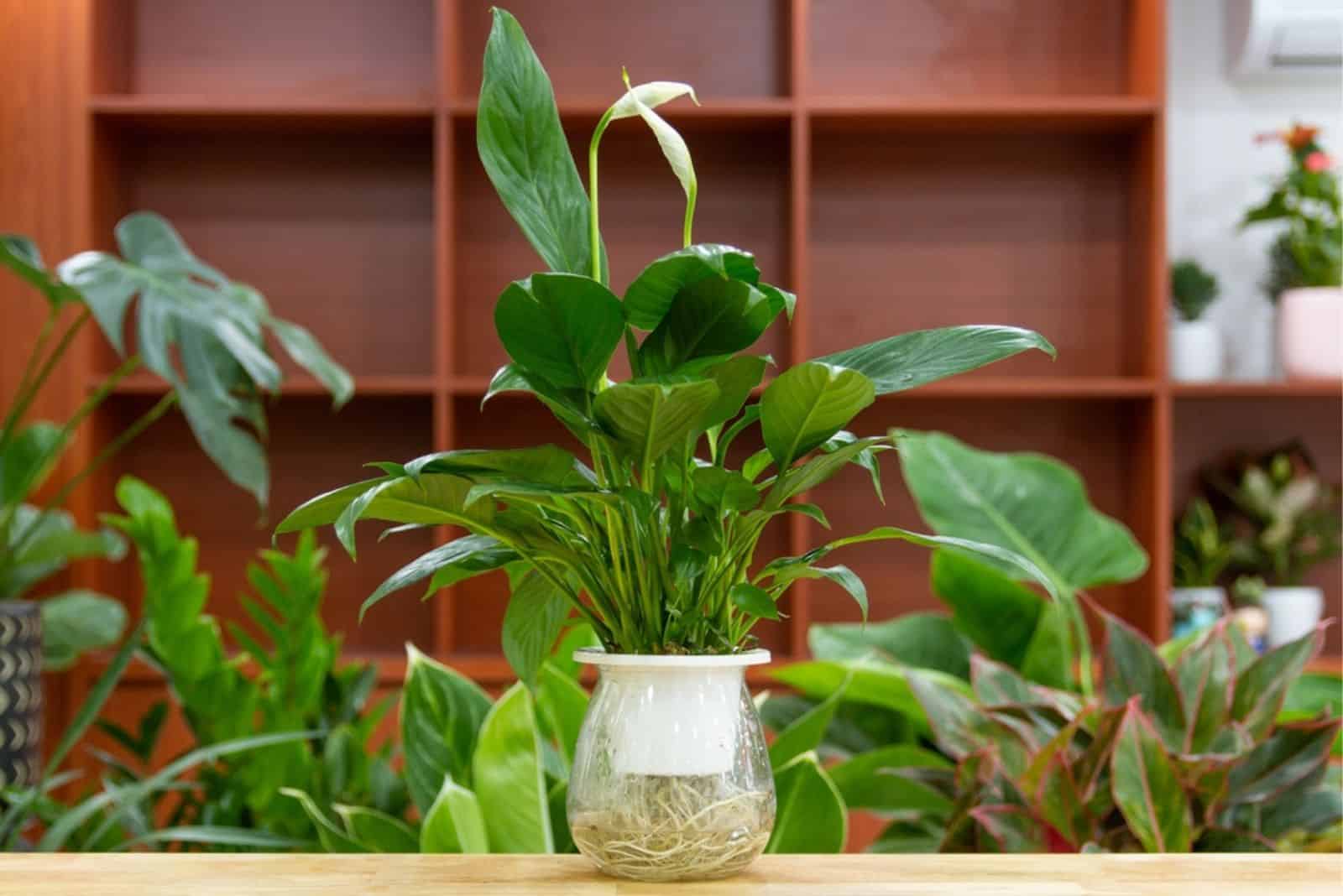 Spathiphyllum (lirio de la paz) plantas acuáticas