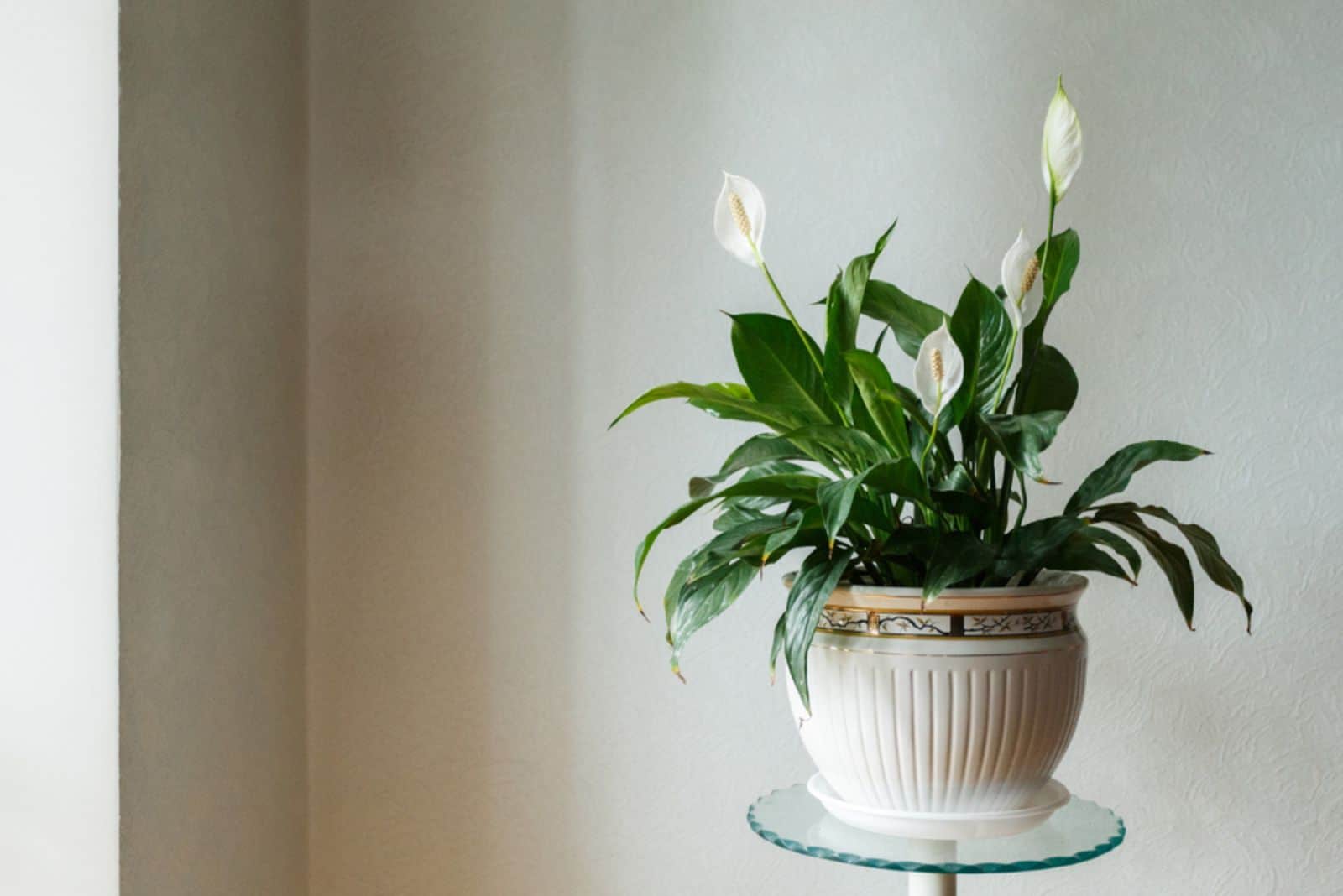 Flor de Spathiphyllum en la olla blanca,