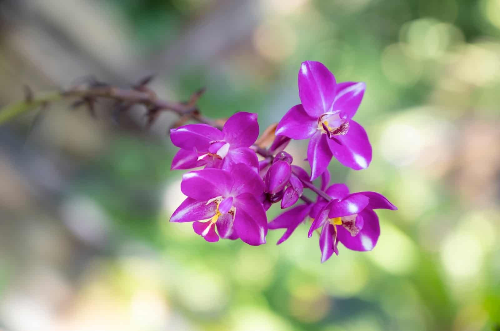 orquídeas espatoglotis