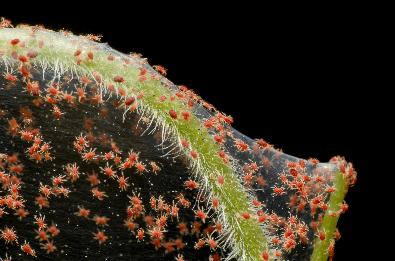 Araña roja en planta verde