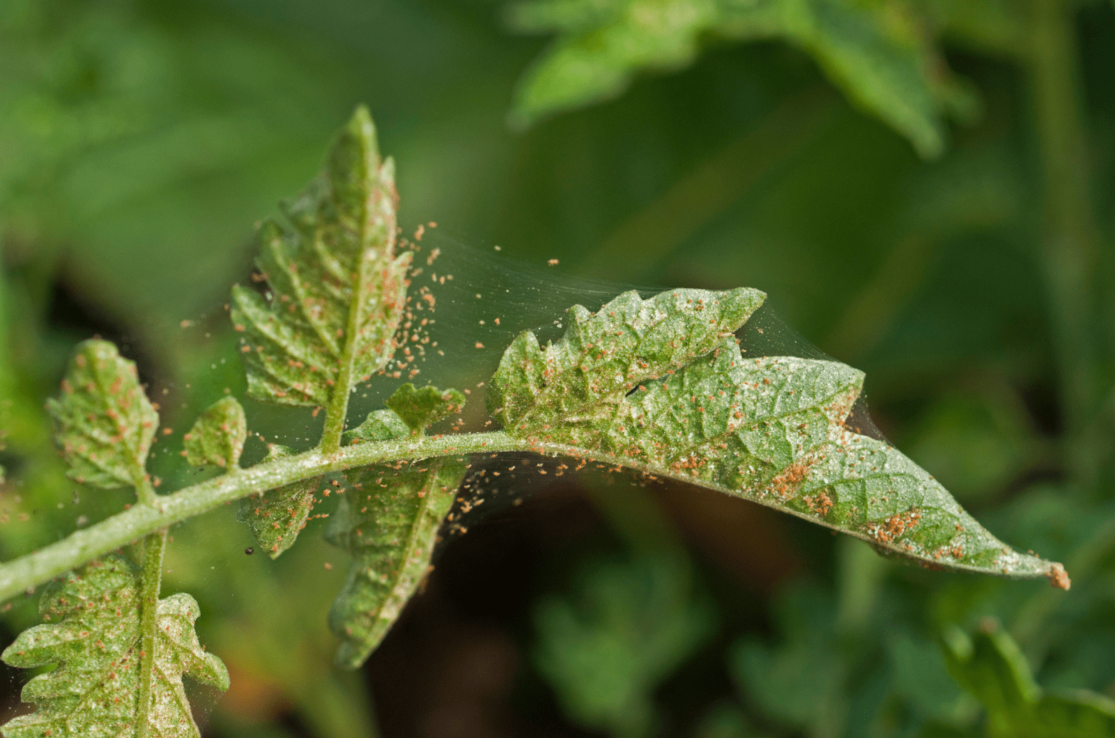 Araña roja en planta