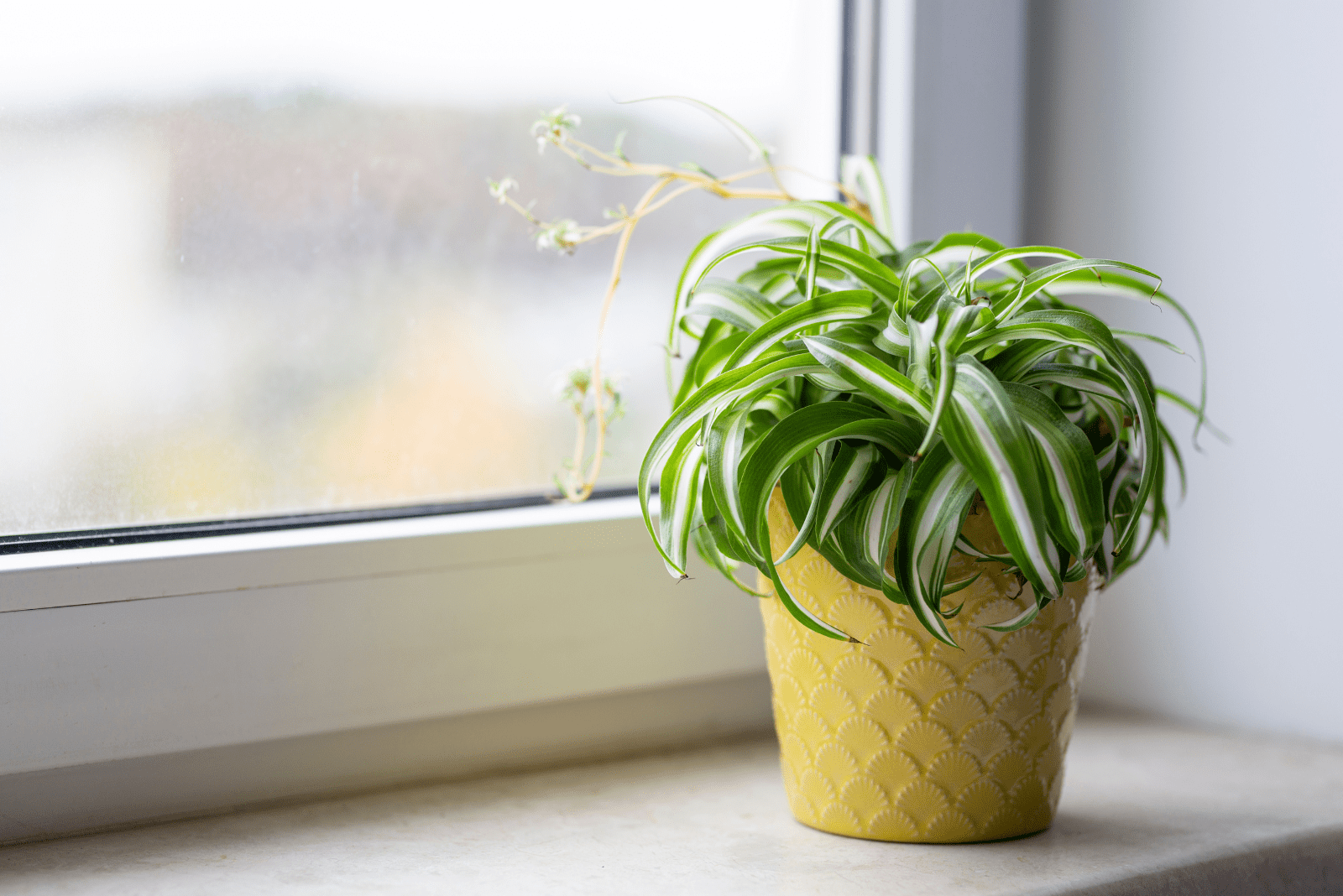 Plantas de araña en una maceta