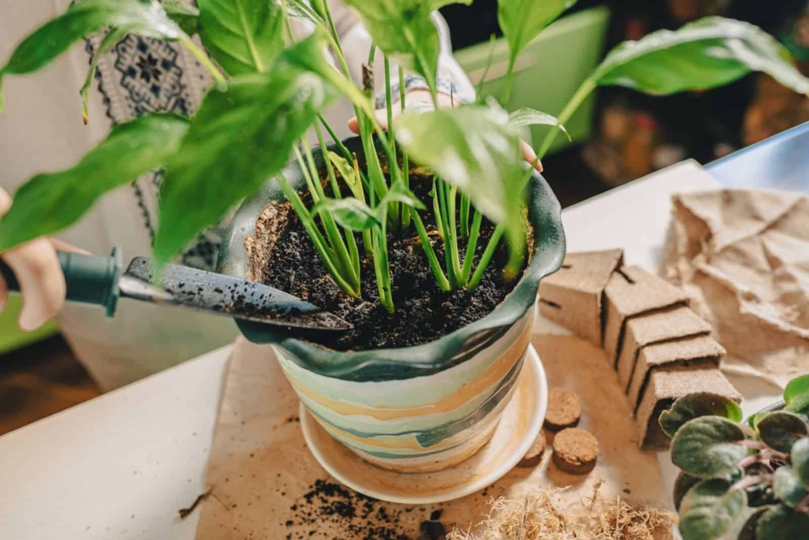 Trasplante de primavera de plantas de interior en suelo fertilizado.