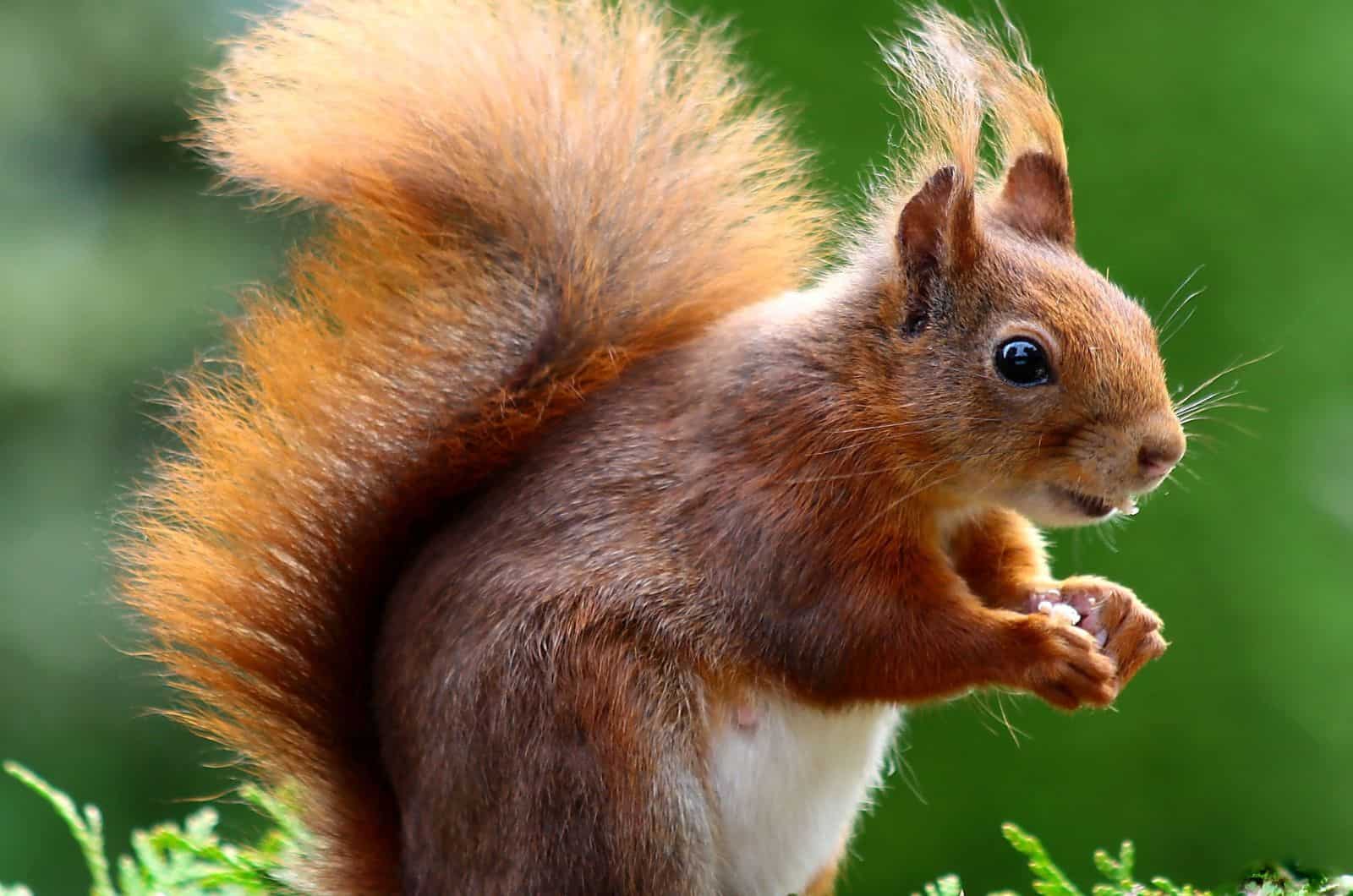 Ardilla comiendo en la naturaleza