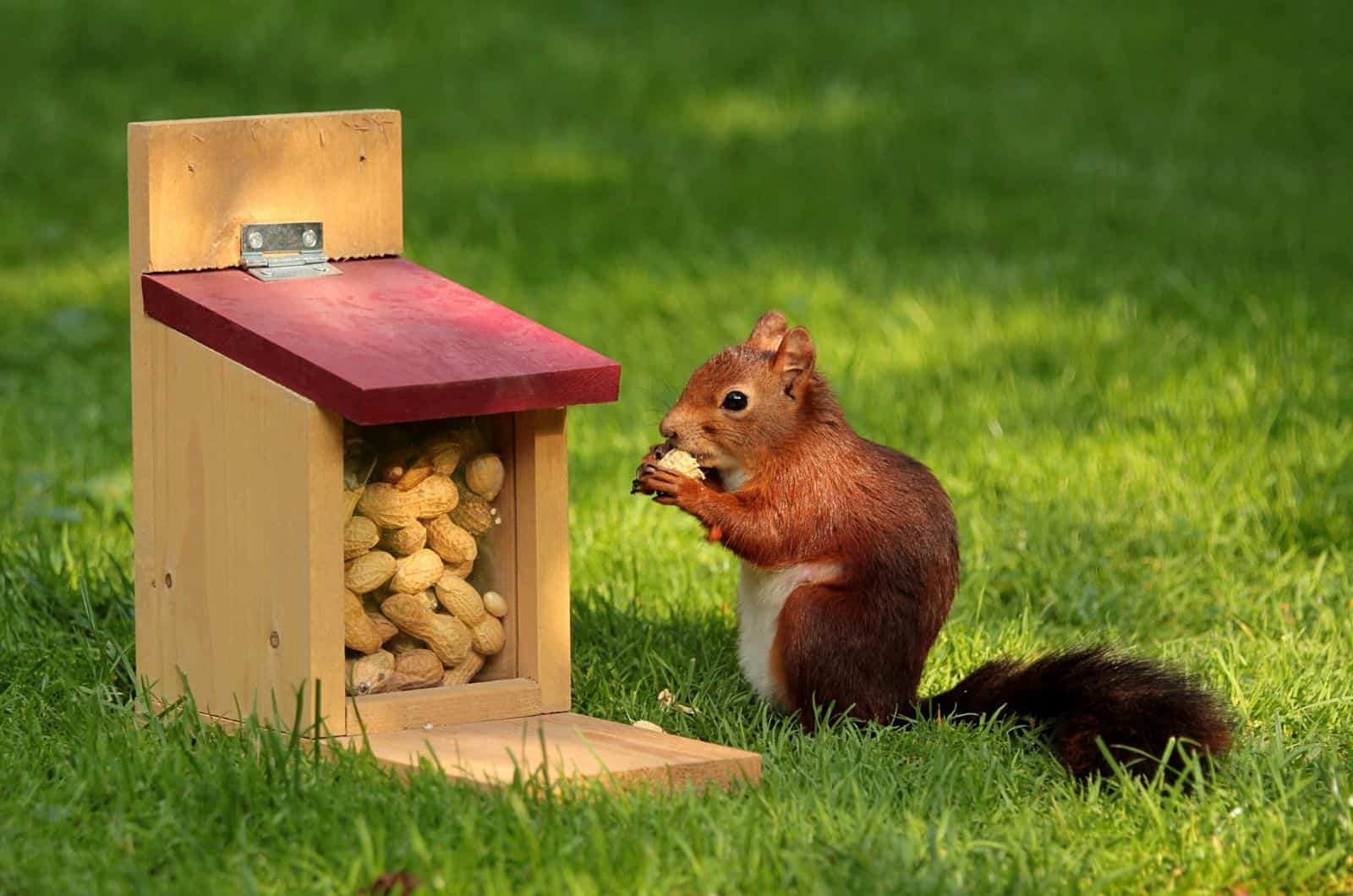 Ardilla comiendo hierba