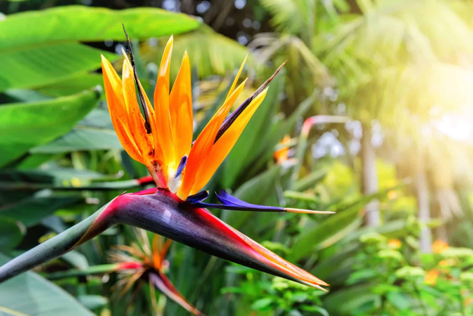 Primer plano de la flor de Strelitzia Reginae (flor de ave del paraíso).