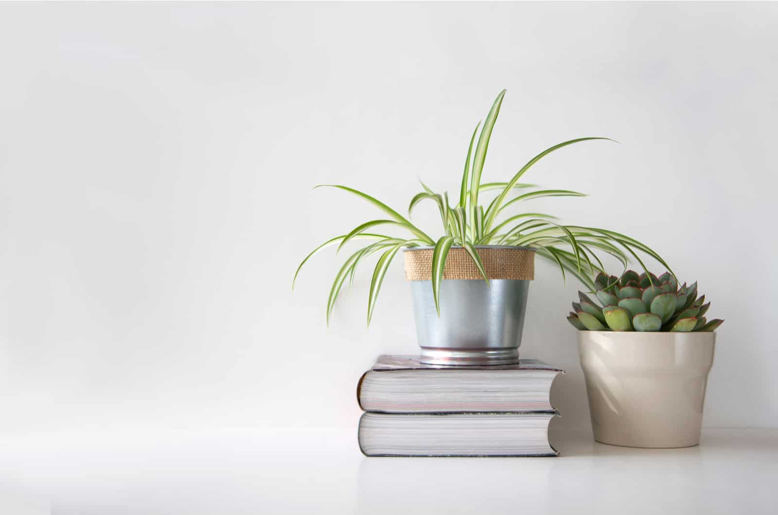 Planta suculenta y una planta de araña en diferentes macetas encima de libros contra la pared blanca