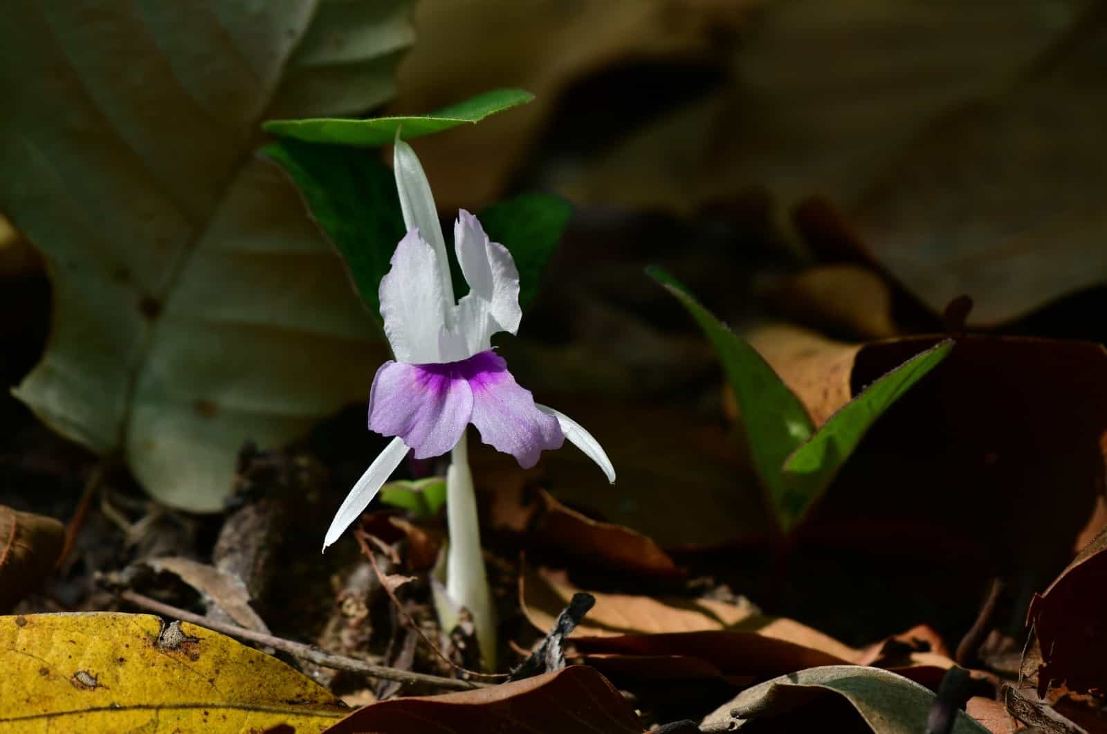 orquídea terrestre