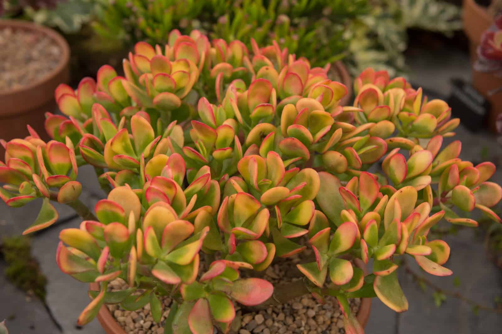 La suculenta Crassula ovata 'Hummel's Sunset' (planta de jade) en un conservatorio