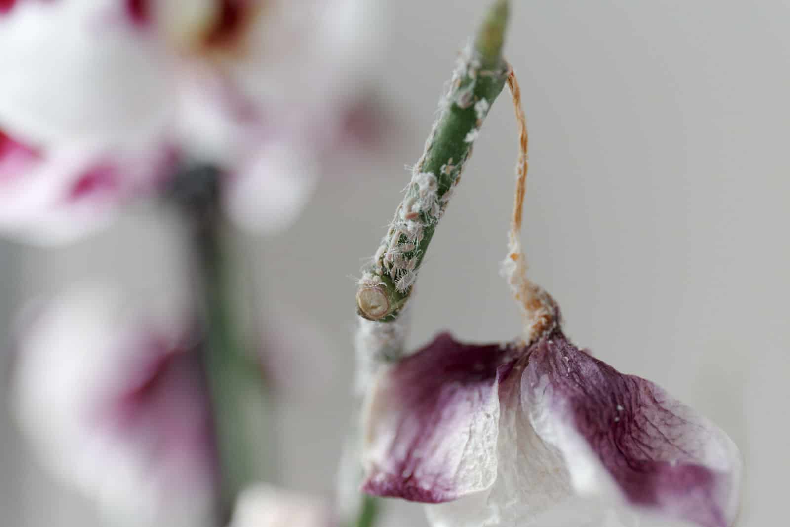 La cochinilla que atacó a la orquídea phalaenopsis. Flor morada muerta seca.