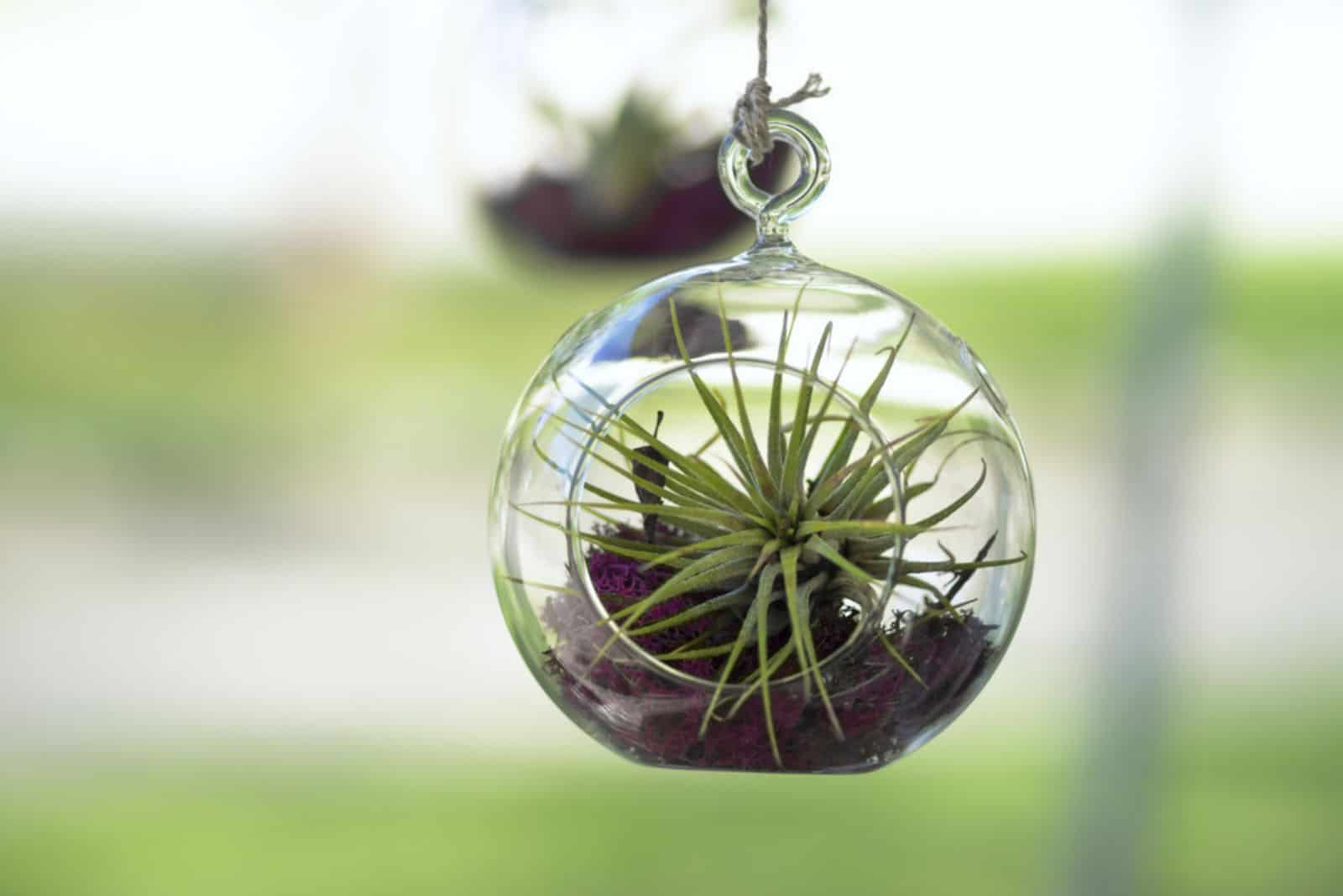 Tillandsia (planta de aire) dentro de una burbuja de vidrio