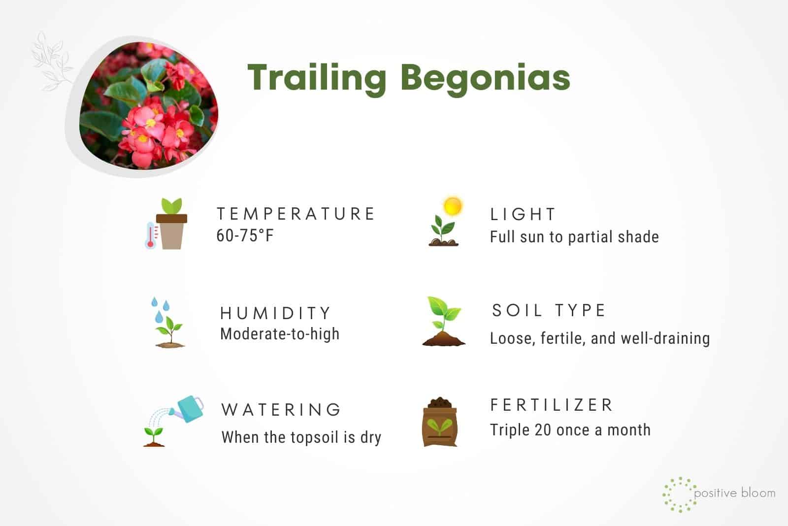 Begonias rastreras