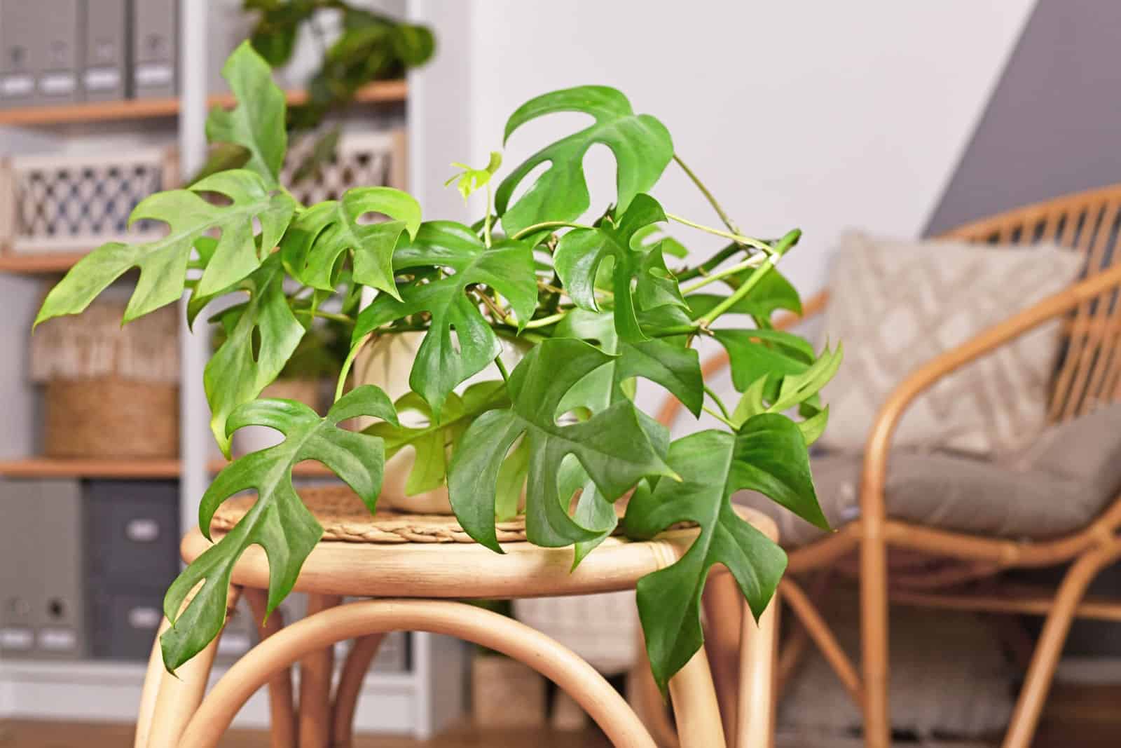 Planta de interior tropical 'Rhaphidophora Tetrasperma' en maceta de flores en la mesa en el salón de estilo boho