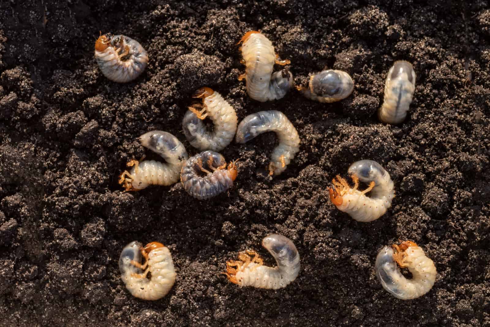 Grub de chafer blanco contra el fondo del suelo.