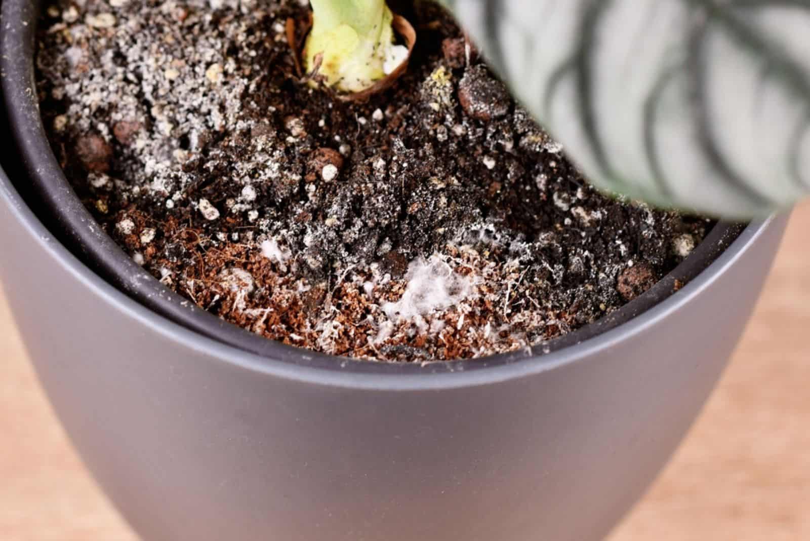 Moho blanco en maceta en suelo de plantas de interior