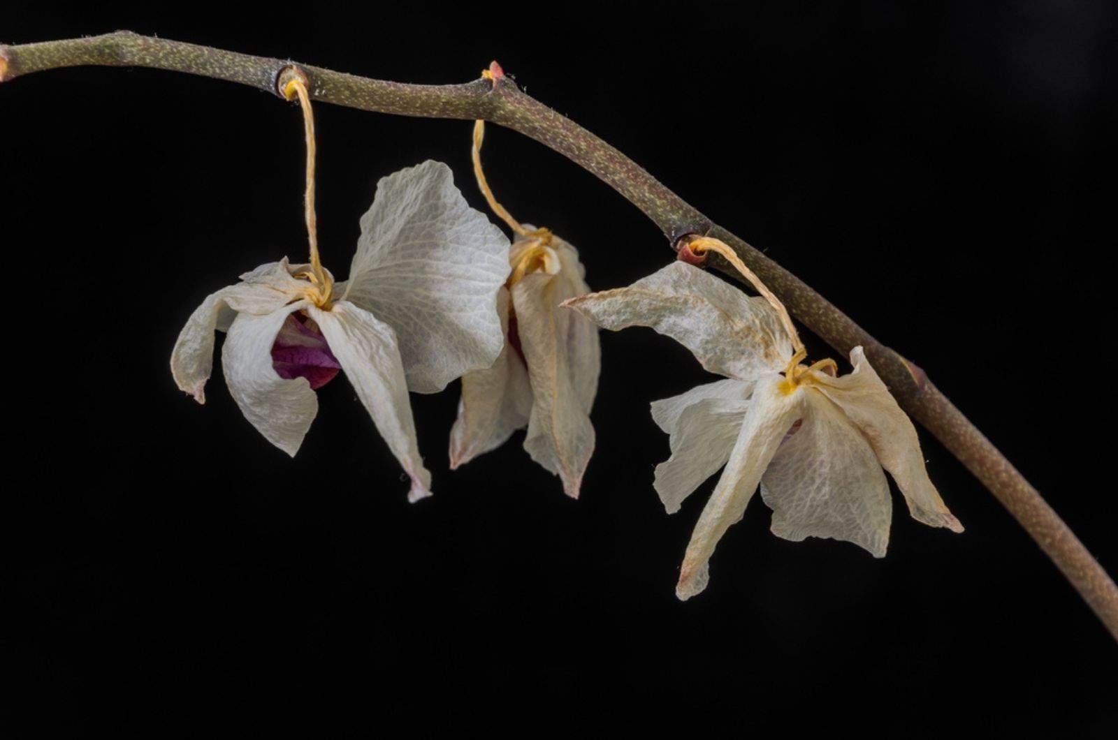 Flores de orquídeas muertas marchitas