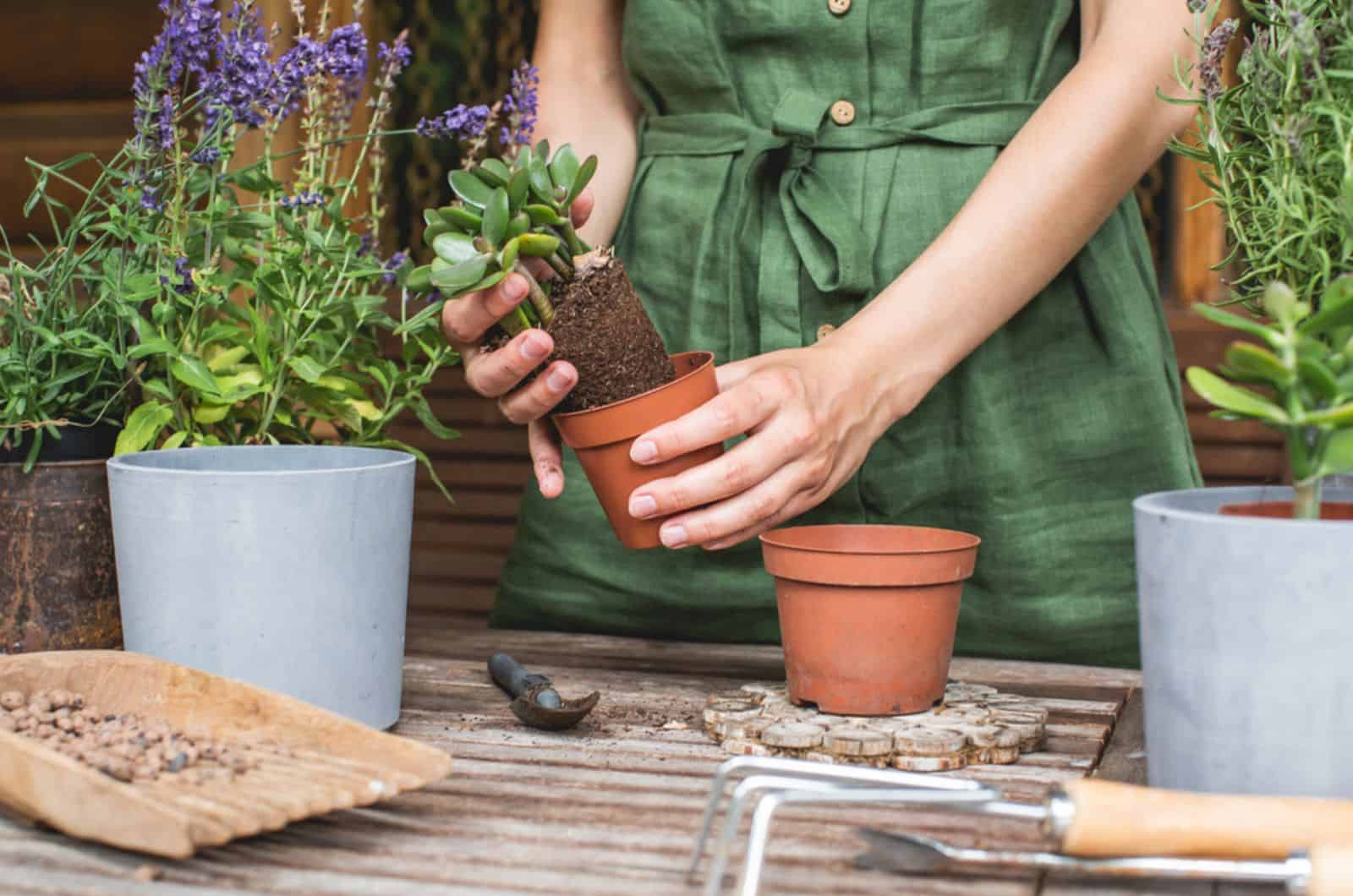 Jardineras trasplantando plantas de jade en macetas de plástico