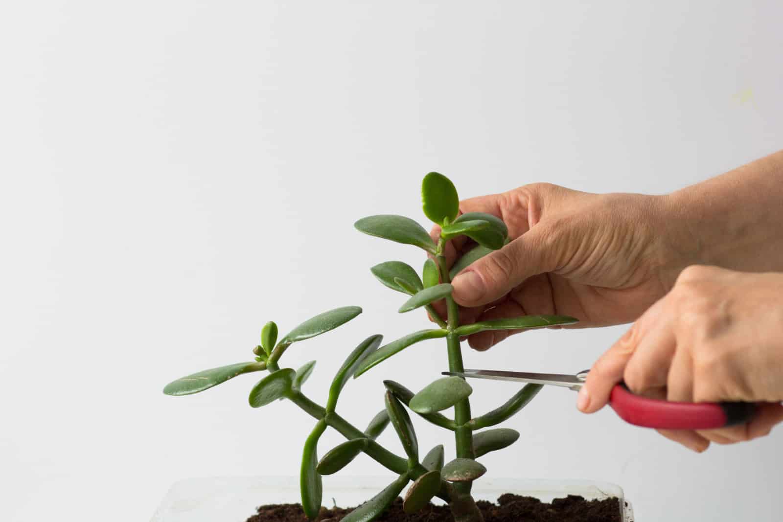 Manos de mujer podando ramas de crassula ovata para cortar sobre fondo blanco