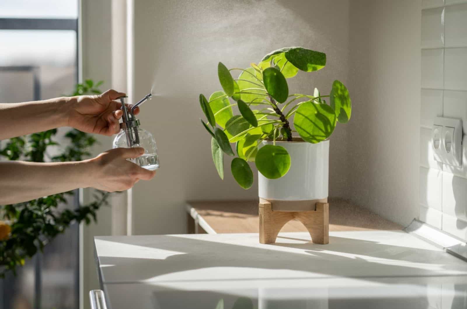 Mujer rociando planta de interior Pilea peperomioides