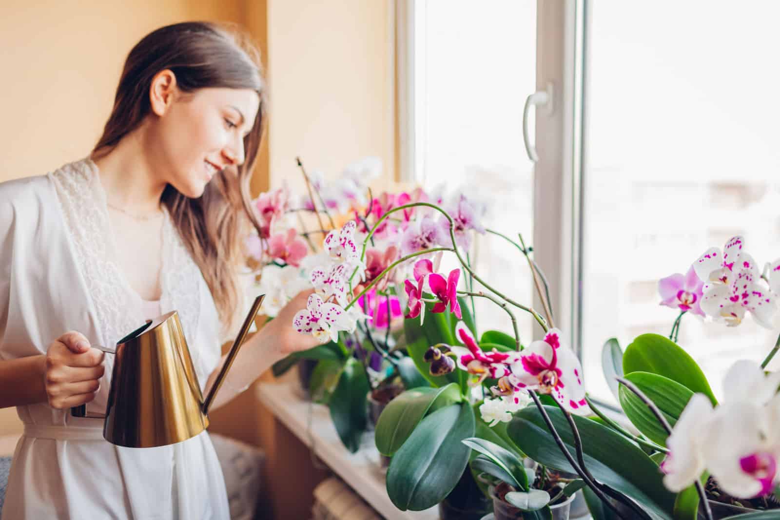 Mujer cuidando orquídeas que florecen en el alféizar de la ventana