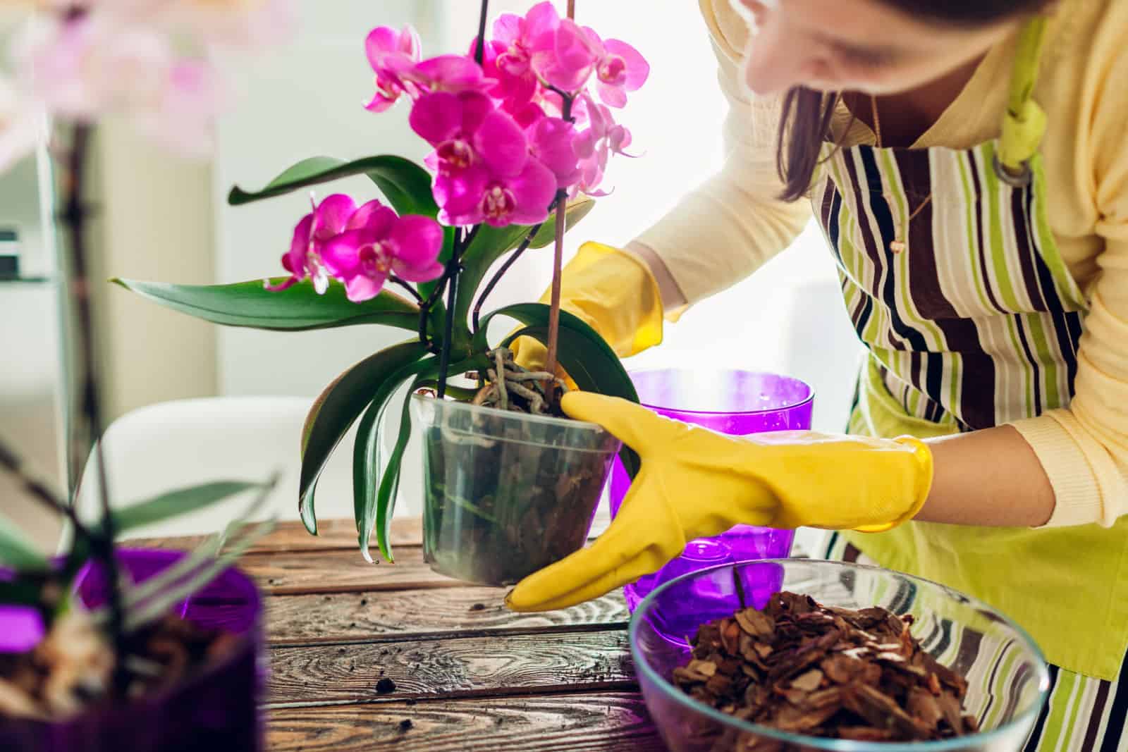 Mujer trasplantando orquídeas a otra maceta en la cocina.