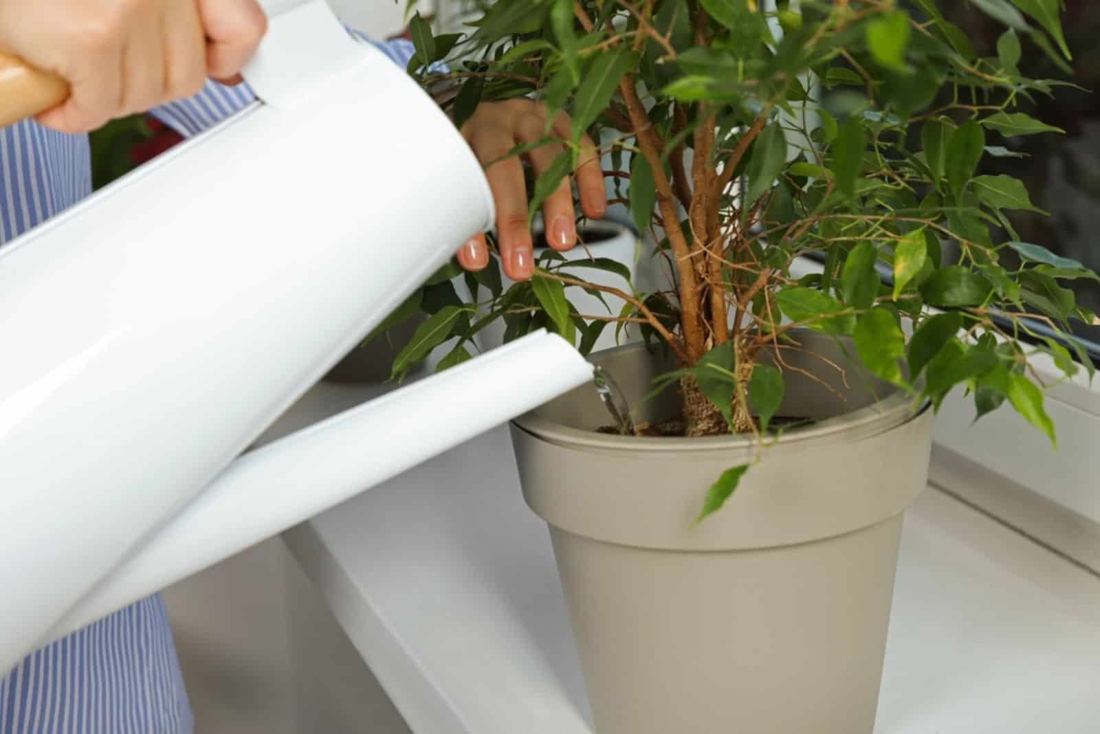 Mujer regando una hermosa planta de interior en el alféizar de la ventana en casa