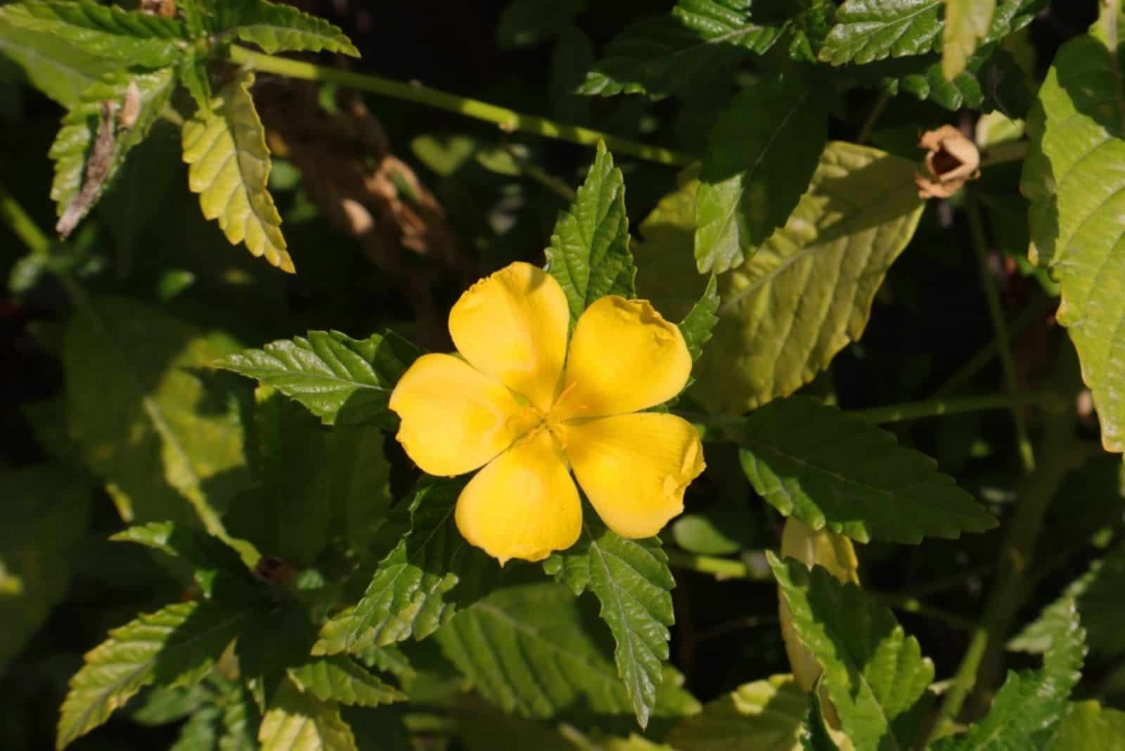 aliso amarillo