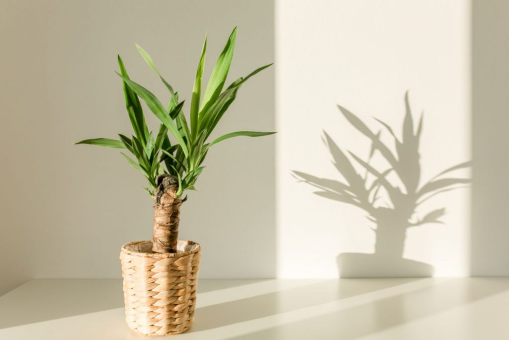 Palma de yuca en una olla de paja y sombras en una pared blanca