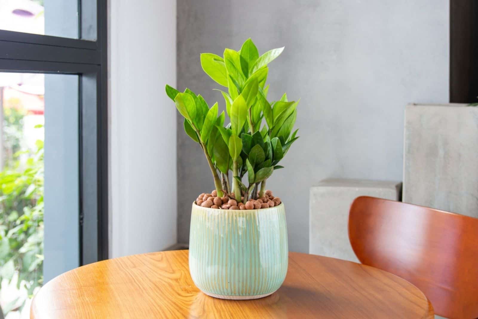 Planta ZZ en una maceta blanca sobre una mesa de madera