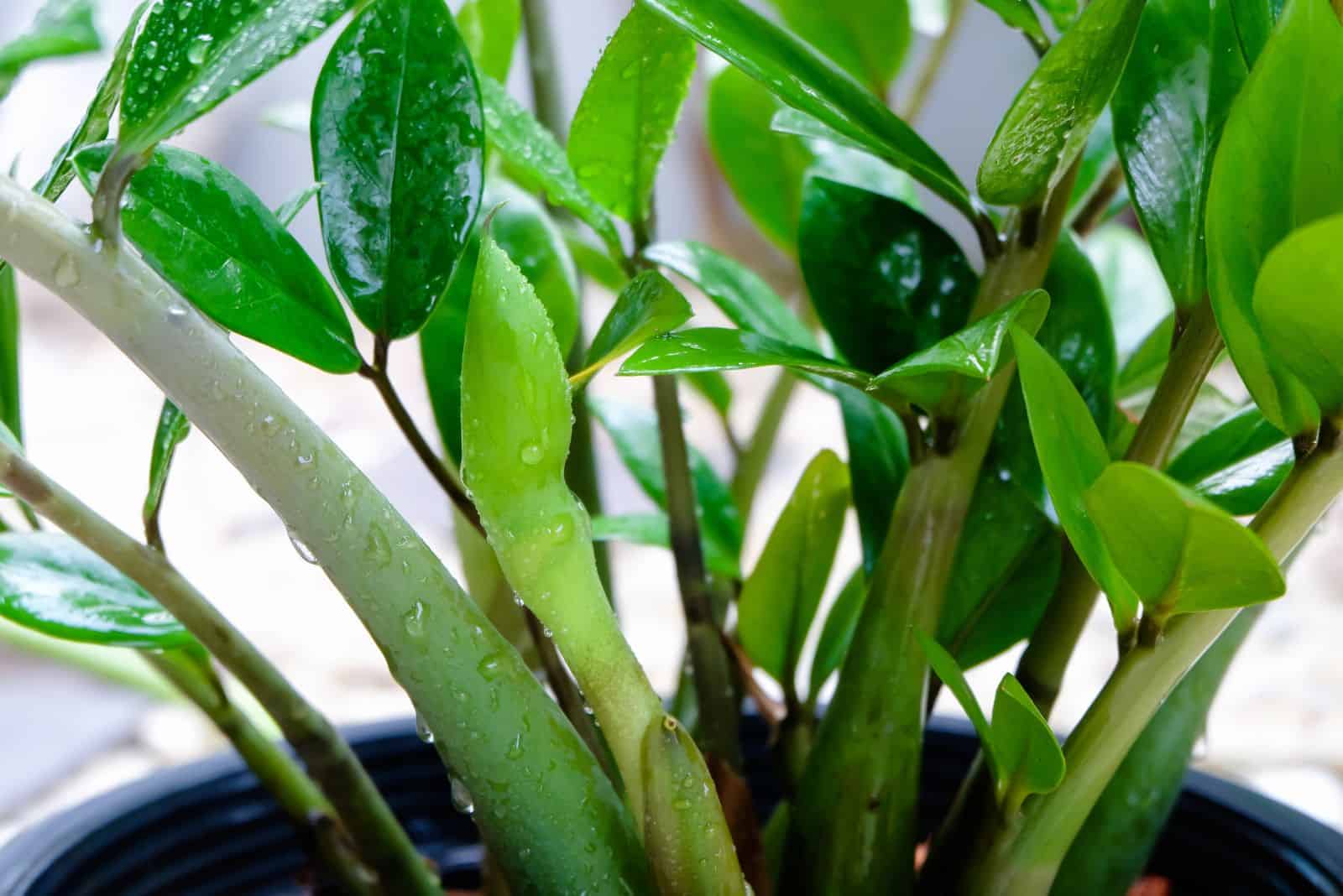 Plantas ZZ con gotas de agua en las hojas.