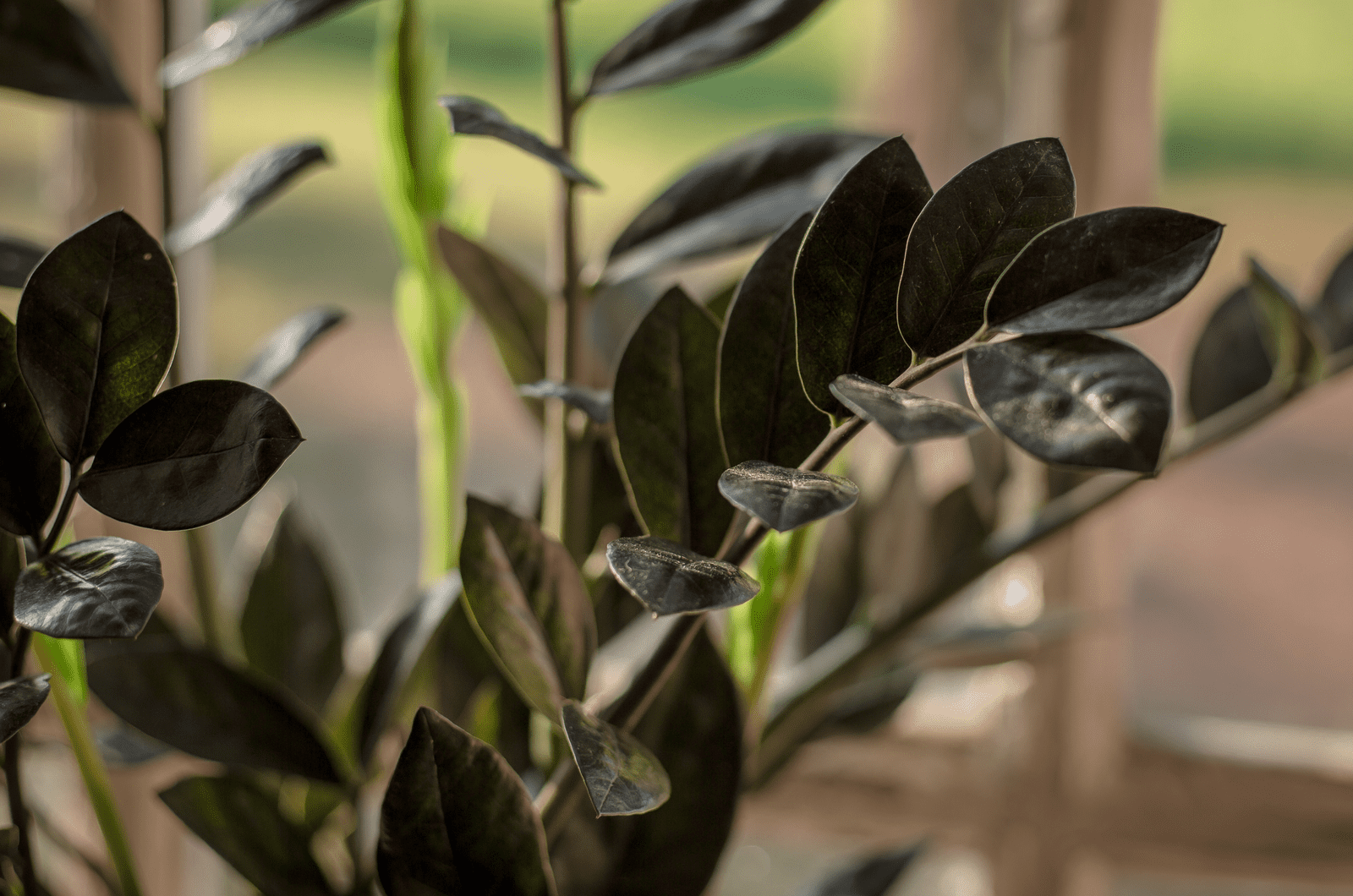 Zamioculcas Cuervo zz planta negro