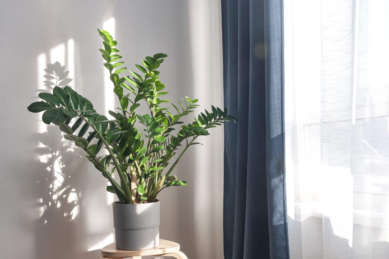 Zamioculcas zamiifolia en una olla sobre un taburete de madera