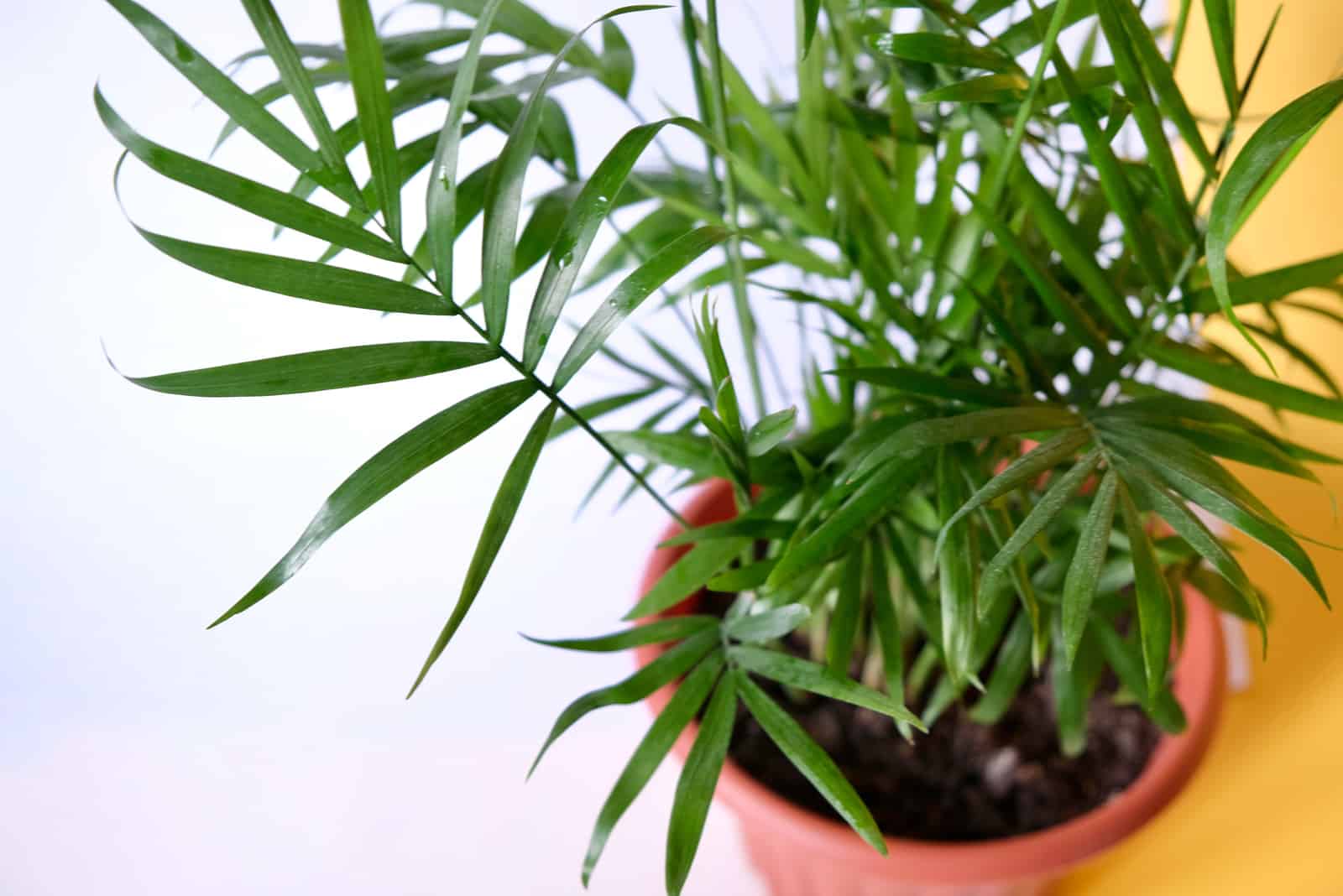 una hermosa palmera verde en una olla