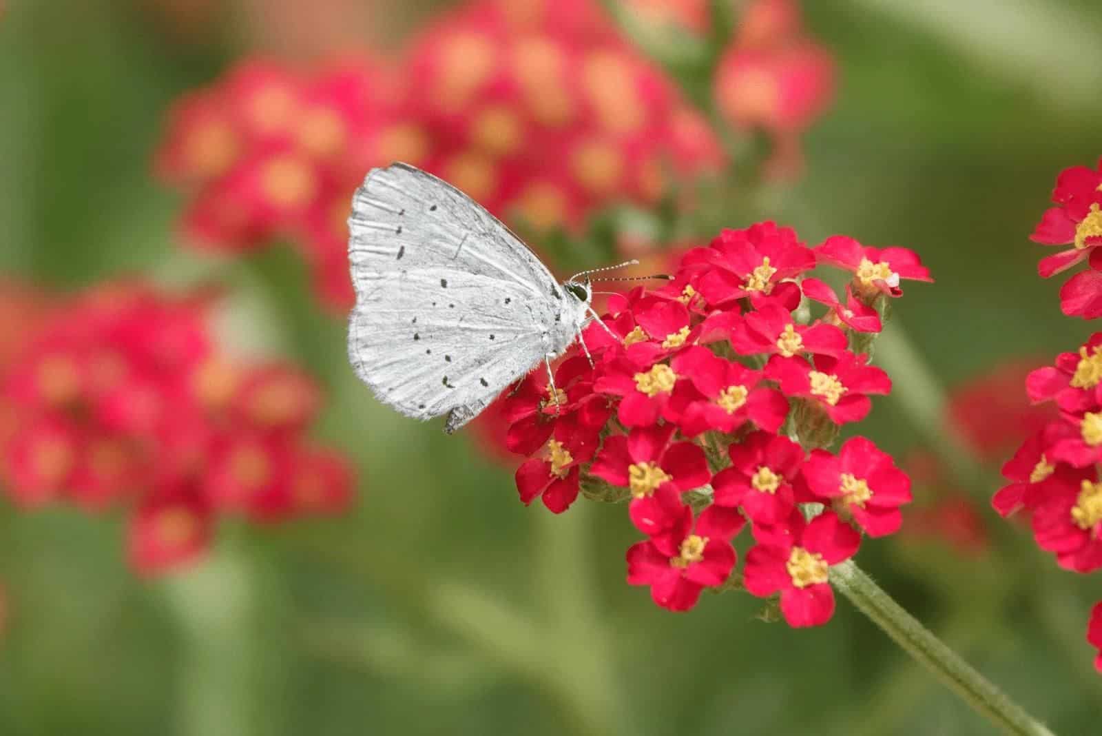 una hermosa mariposa blanca aterrizó en una flor de milenrama