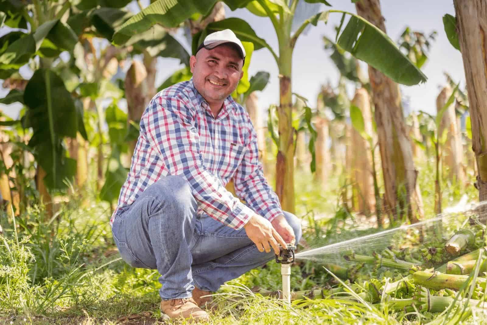 un hombre está regando un plátano en el jardín