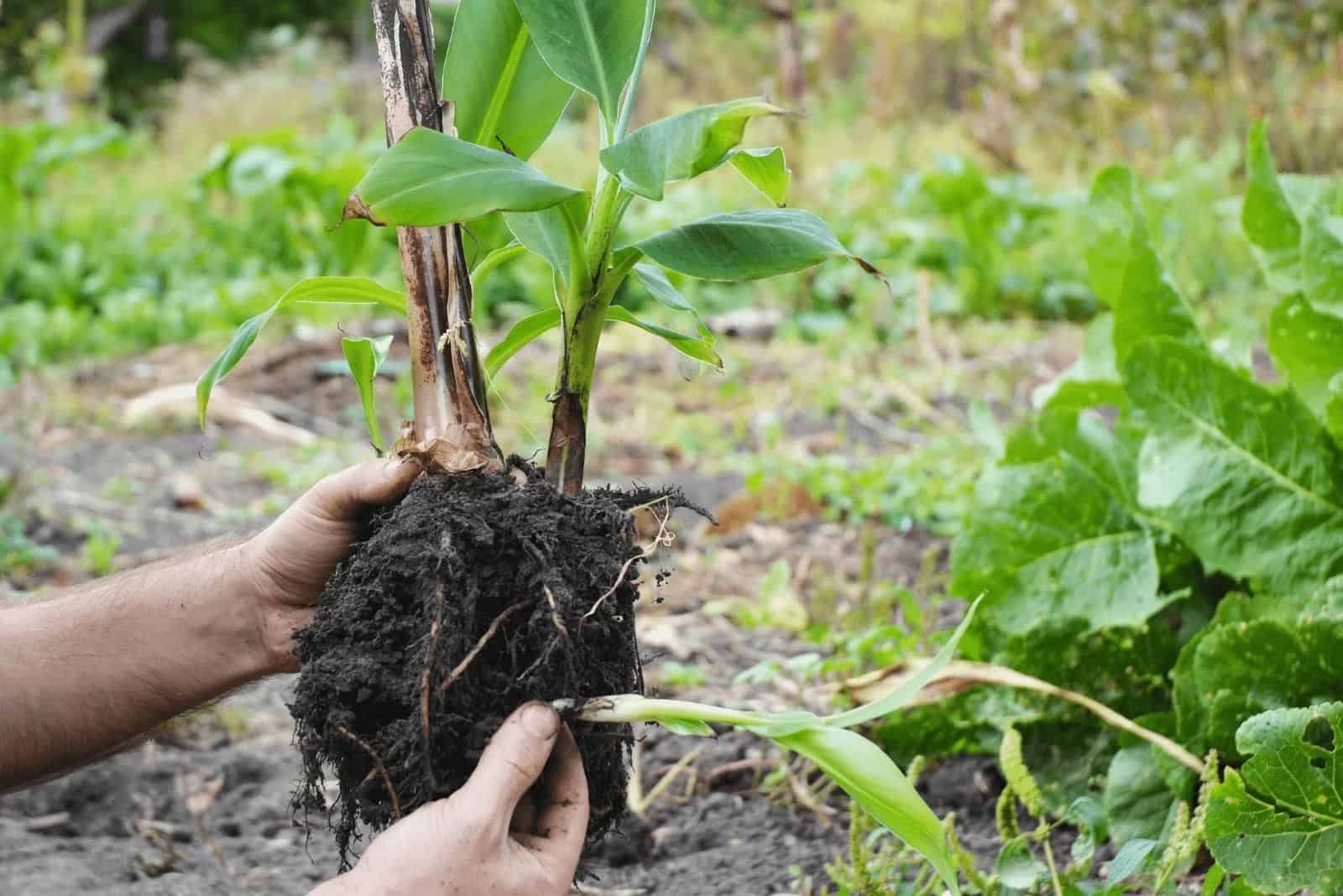 un hombre trasplanta un plátano en el jardín