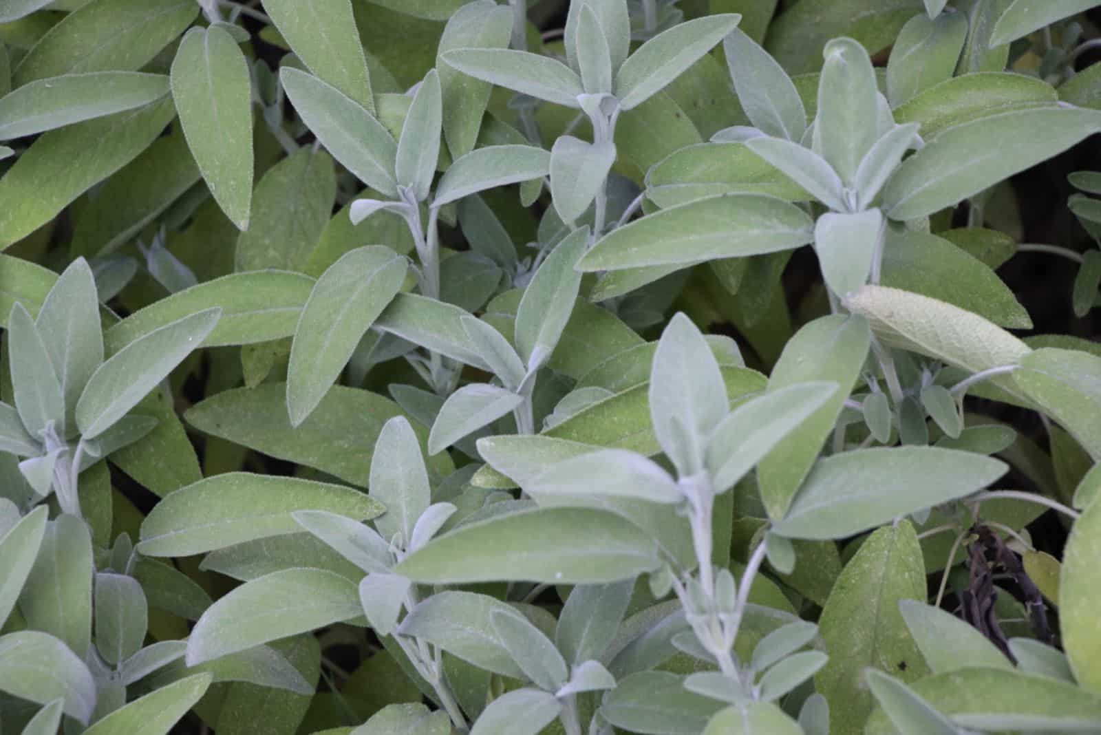 una planta medicinal salvia