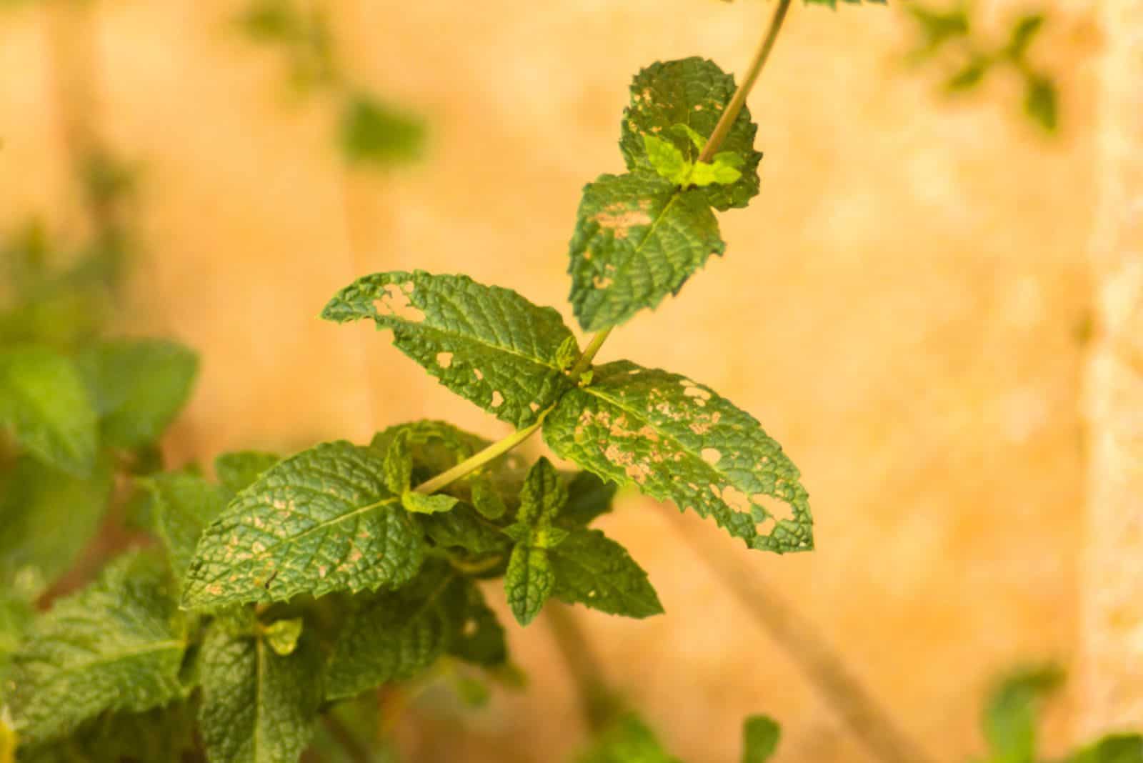 una hoja de menta que se seca