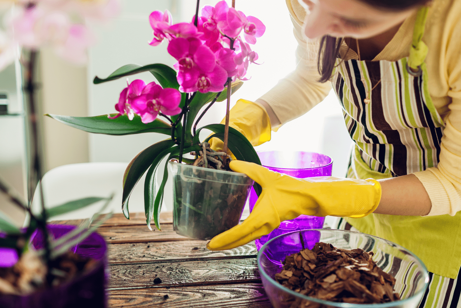 una mujer trasplanta una orquídea