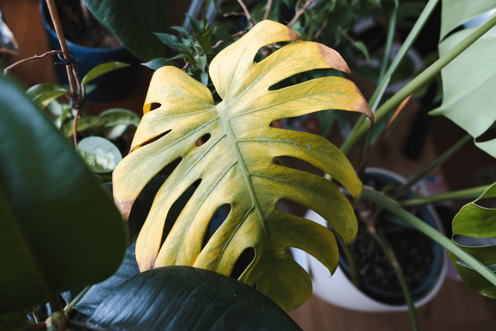 una hoja amarilla de Monstera que ha sido trasplantada