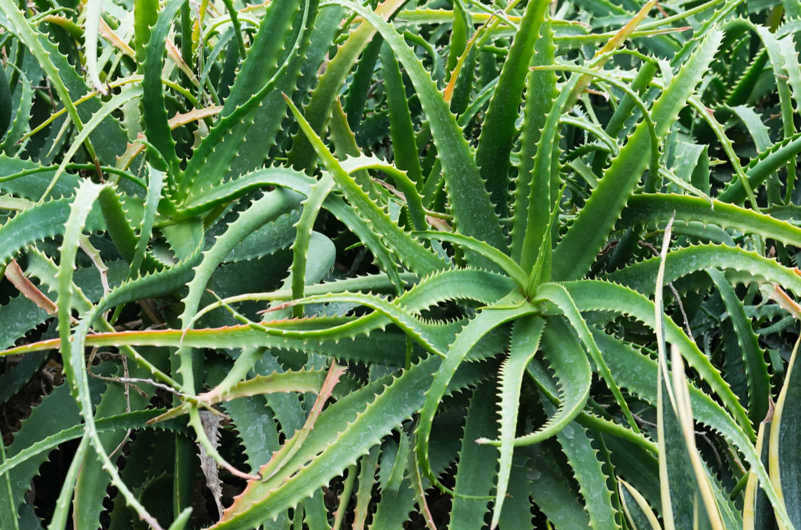 plantación de aloe vera con hoja rizada