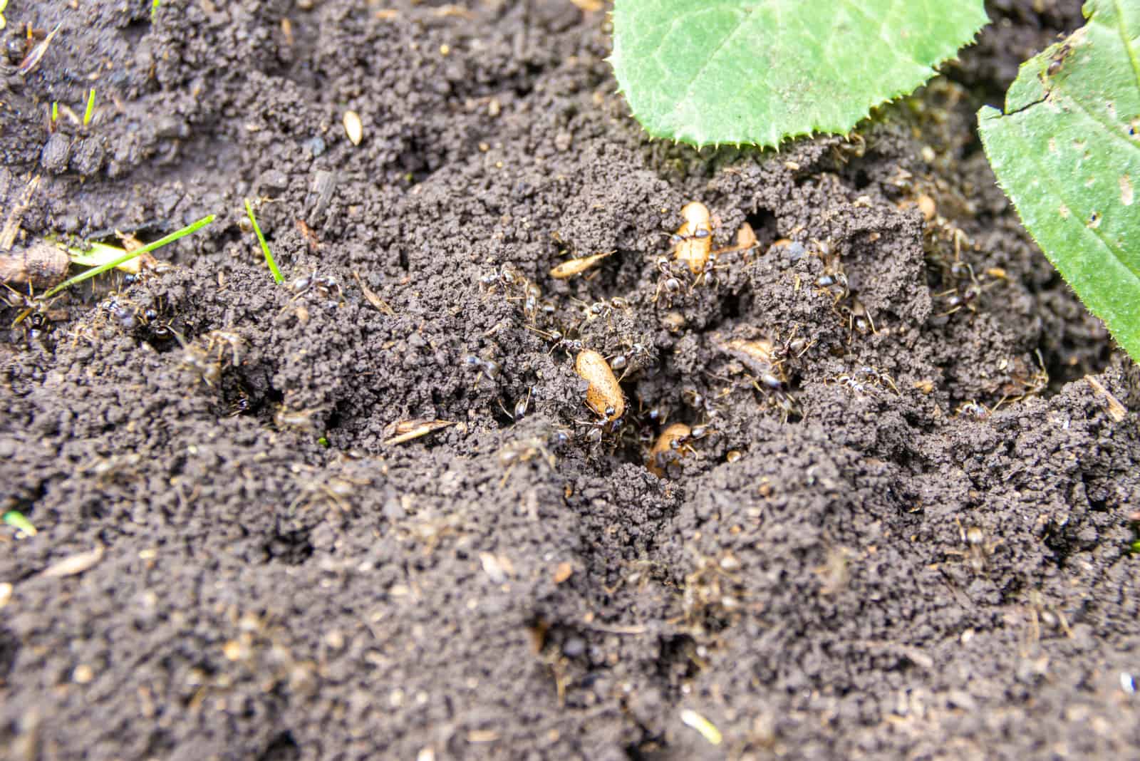 las hormigas caminan por la tierra