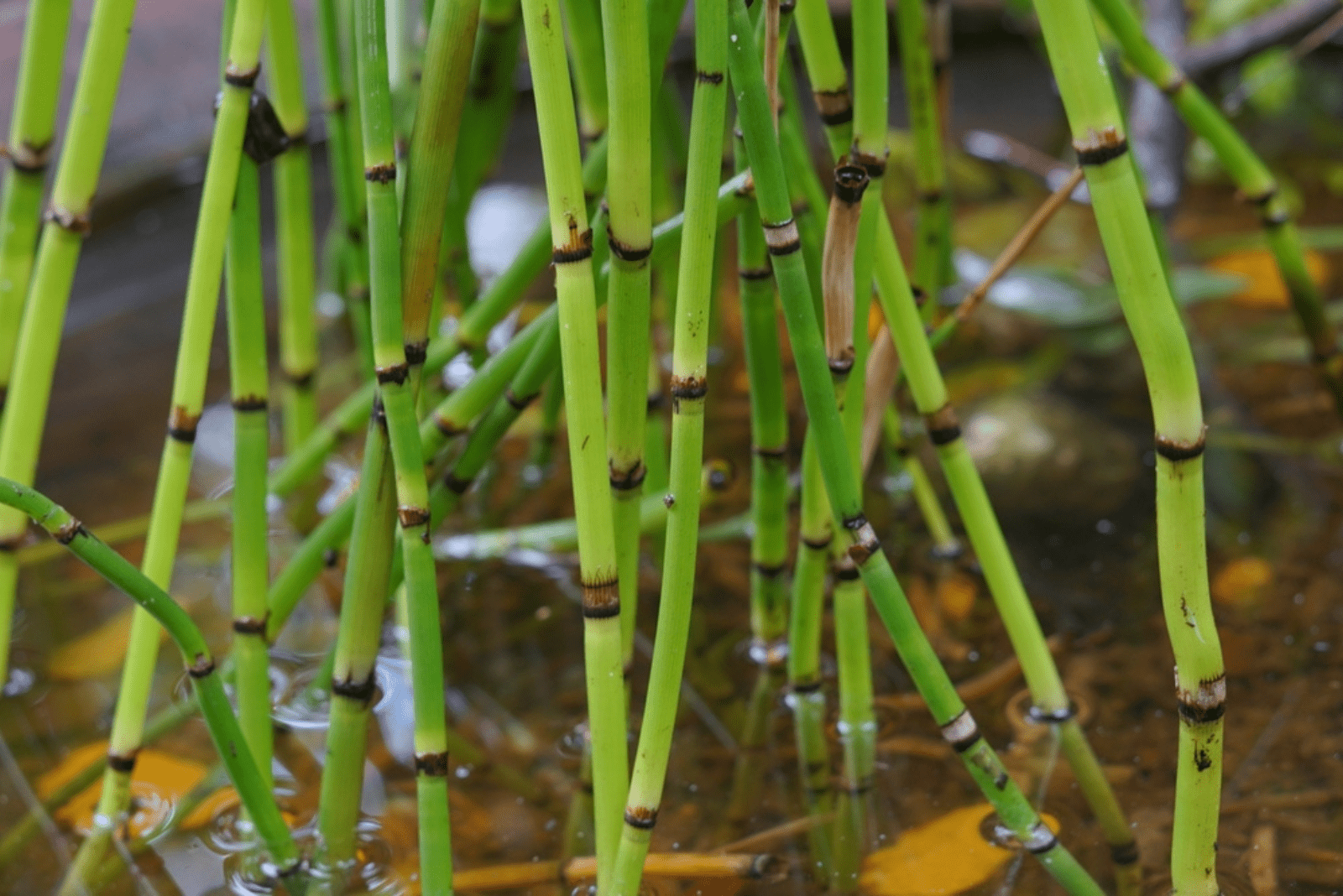 el bambú crece en el agua