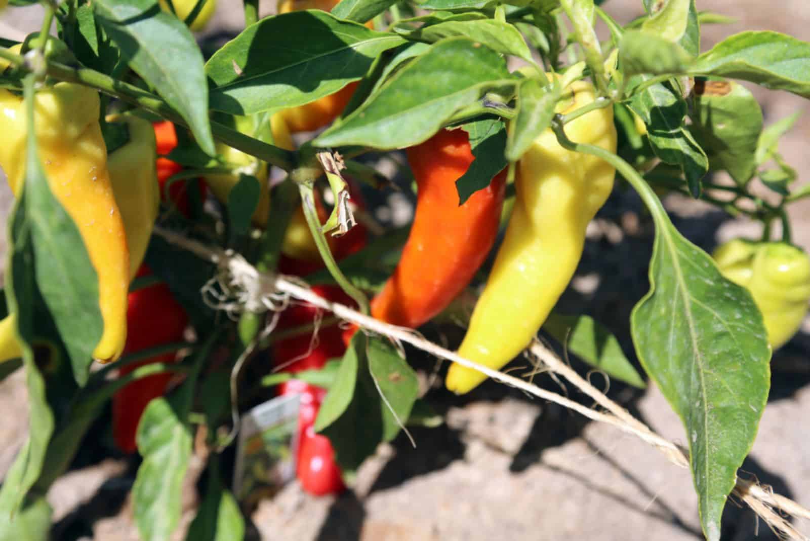 plantas de pimiento de plátano que crecen en un campo