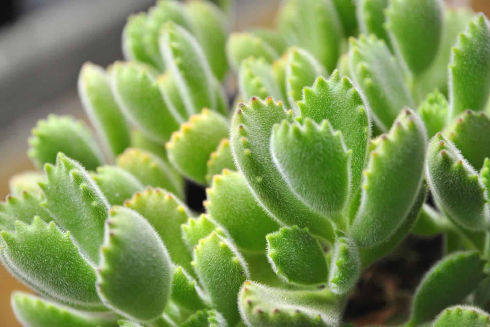 planta de pata de oso tomentosa a la luz del sol