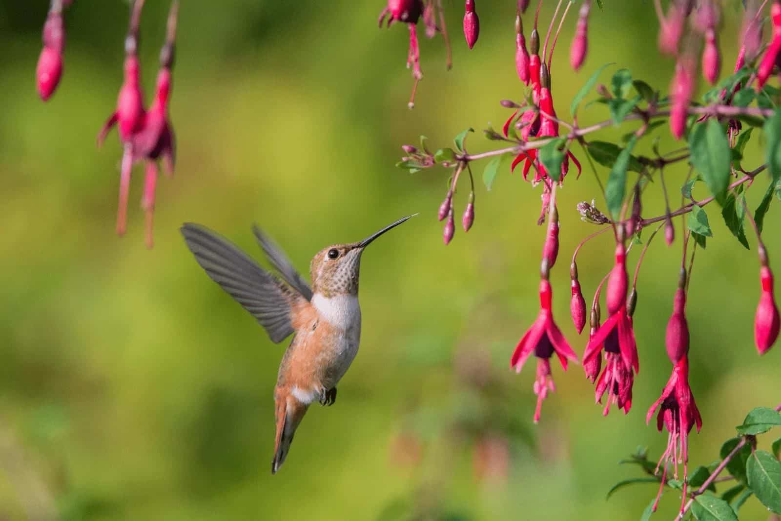 hermosas flores Foxglove en las que aterrizó un colibrí