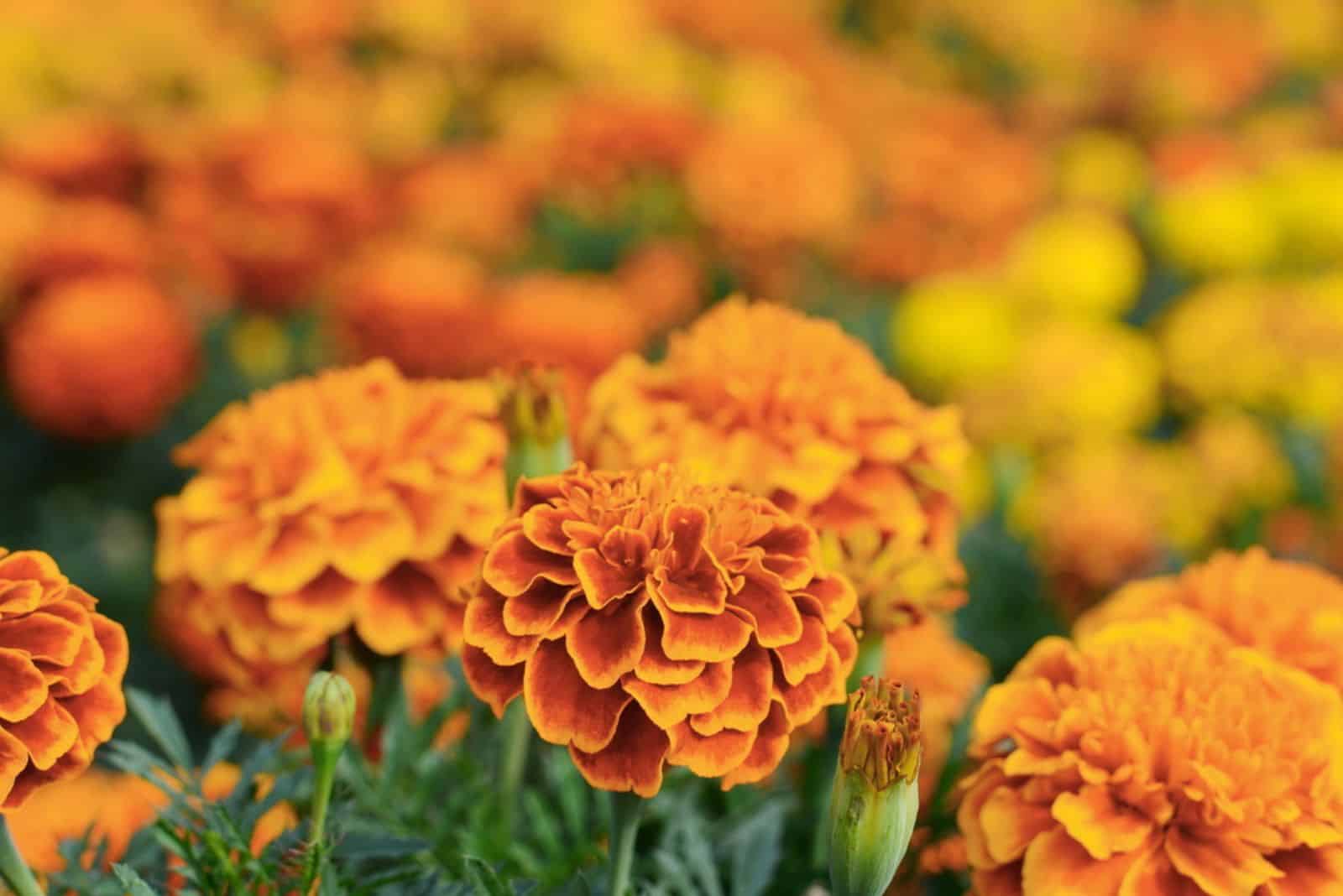 hermosas flores de caléndulas